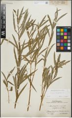 Foto von Salix purpurea L.